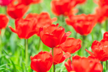 Obraz premium 農業公園に咲く美しいチューリップ