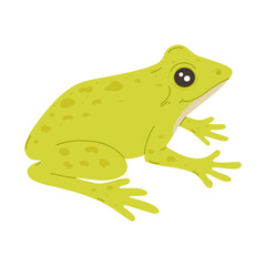 Vector illustration of cute doodle frog in green color