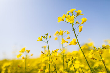 Coltura di brassica napus su un terreno agricolo in primavera