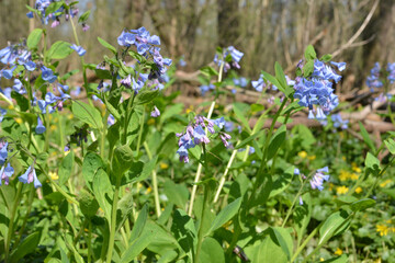 Virginia Bluebells (Mertensia virginica), a spring wildflower native to forests and shady woodlands of eastern North America. Virginia Bluebells have beautiful blue bell-shaped flowers in springtime.