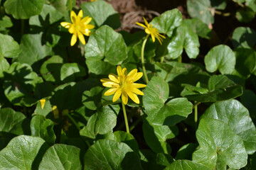 Lesser celandine (Ficaria verna). Closeup of yellow flowers and shiny green leaves in spring....