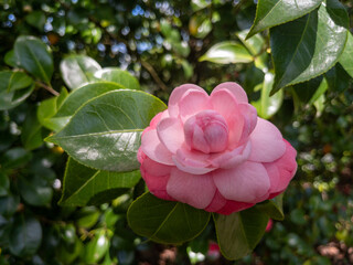 floración, flora, flores, primavera, en floración, botánica, naturaleza, época, abril, 