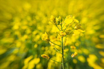 Coltura di brassica napus su un terreno agricolo in primavera