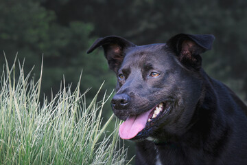 2022-06-19 A CLOSE UP OF A BLUE HEELER LABRADOR MIX WITH A BRIGHT EYE STANDING IN FRONT OF A LUSH GREEN BACKGROUND IN STANWOOD WASHINGTON
