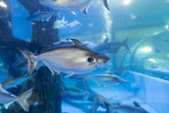 A type of large freshwater fish. Its scientific name is Pangasius sanitwongsei and belongs to the Swai fish family. (Pangasiidae)