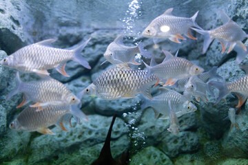 White carp is a native fish of Southeast Asia.