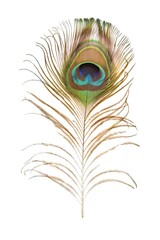 A regal peacock feather on a white background