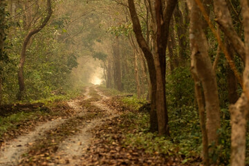 A path or safari track curves through a green forest at Buxa Tiger Reserve.