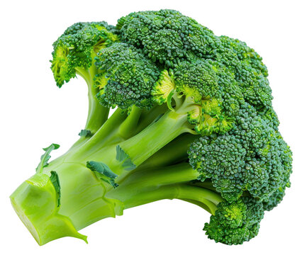 PNG Broccoli floret vegetable produce animal.
