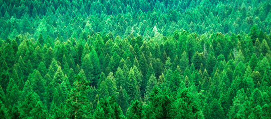 Lush Green Pine Forest in Wilderness Growth