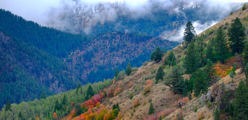 Mountains Forest Autumn Fall Trees and Pines Wilderness