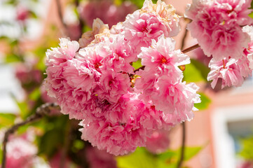 Natural Delicacy: Capturing the Essence of the Japanese Cherry Blossom or Prunus Serrulata Flower.