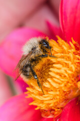 Bee and flower. Close up of a large striped bee collects honey on a pink flower. Macro vertical photography.
