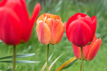 Red tulips bloom in the garden.
