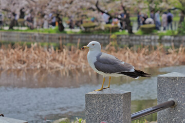 春のウミネコ