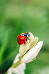 Close-up of a ladybug insect sitting on a hyacinth flower