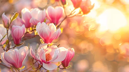 Gordijnen Pink magnolia Soulagean tree in bloom during spring © Natia