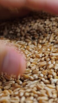 Farmer male hand take and check wheat grain at grainery. Unrecognizable person. organic farmland. Ripe crop in bag on brown wooden surface background. Quality assurance concept. Organic food culture