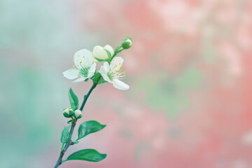 Serene Spring Blossom on Pastel Background: Nature's Awakening