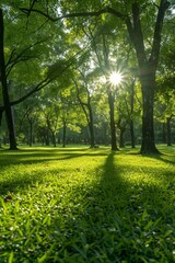 Fototapeta na wymiar Sunlight filters through the leaves of green trees, casting a serene and dappled glow across the verdant park grass, inviting peaceful relaxation in the warmth of the season.