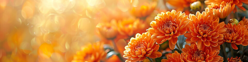 Vibrant Orange Chrysanthemums Bloom with Sunlit Bokeh Background
