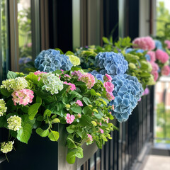 Kwiaty balkonowe, hortensje, uprawy
