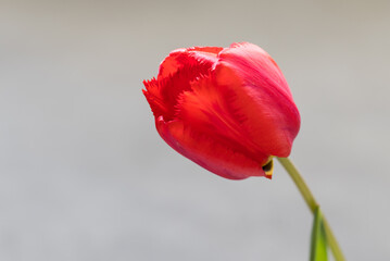 Red tulip. The head of a tulip. Close-up. Light grey background. Copy space