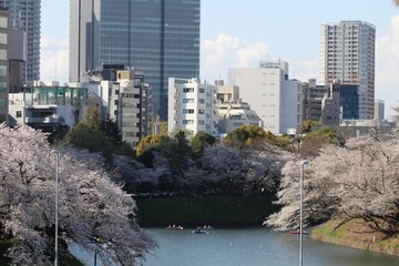 Cherry blossoms at Chidorigafuchi Moat in Tokyo, Japan