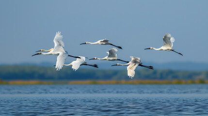 Fototapeta na wymiar Birds in flight over water