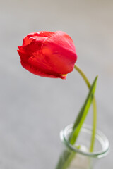 Red tulip. In a glass vase. Close-up. Light grey background