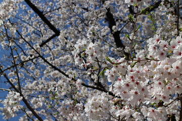 White cherry blossoms (Somei Yoshino) and blue sky at Chidorigafuchi Moat in Tokyo, Japan