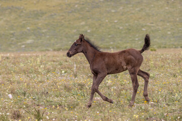 Cute Wild Horse Foal in the Pryor Mountains Montana in Summer - obrazy, fototapety, plakaty