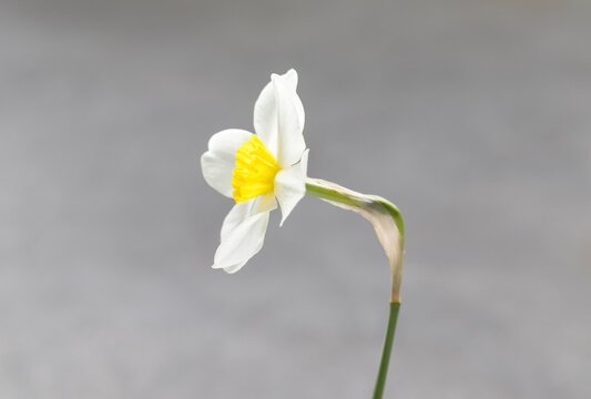White narcissus. Narcissus head. Side view. Close-up. Light grey background