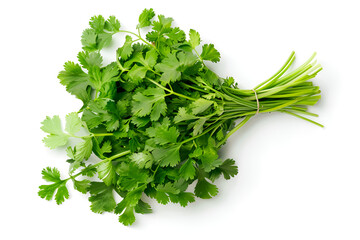 Bunch of fresh coriander leaves and branch isolated on white background 