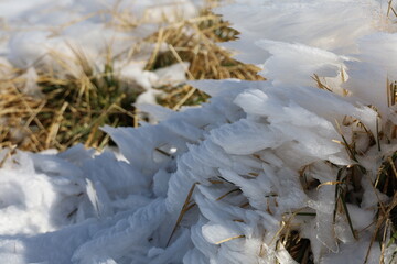 frost on the grass