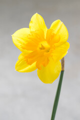 Yellow narcissus. Narcissus head. Six petals. Close-up. Light grey background
