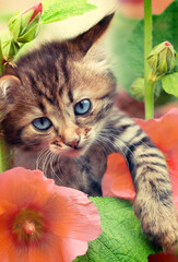 Portrait of a funny little kitten in the garden with mallow flowers Vertical banner