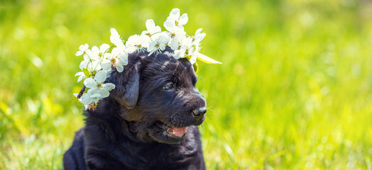 Little funny labrador retriever puppy wearing a cherry flower wreath sitting on the grass in spring. Horizontal banner