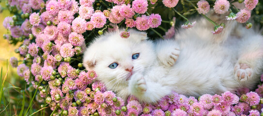 Cute little white Scottish fold kitten sitting in the flowers. Horizontal banner