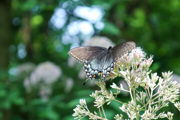 a butterfly on a plant in front of many leaves on the trees