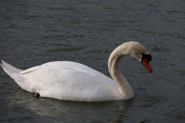 swan on the water