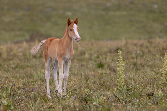 Cute Wild Horse Foal in the Pryor Mountains Montana in Summer
