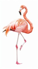 Fototapeta premium Pink flamingo standing on one leg isolated image on white background