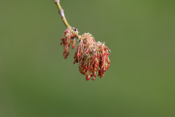 Acer negundo inflorescences shot close up in soft morning light against a beautiful blurred background - 786431965