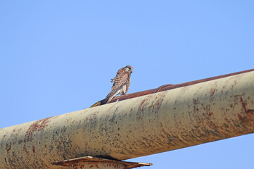 A female common kestrel (Falco tinnunculus) sits on a thick gas pipe against a blue sky. View from below close up - 786431999