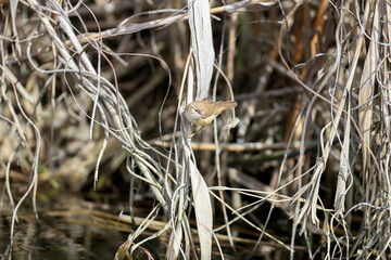 common reed warbler (Acrocephalus scirpaceus) filmed sitting on stems of dry reeds in breeding plumage and natural habitat - 786432104