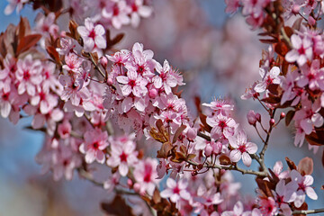 A brightly blooming wild sakura branch shot close-up against a blurred background - 786432117