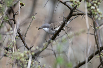 Various angles close-up photo of lesser whitethroat (Curruca curruca) in breeding plumage sitting on the branches of flowering trees and bushes - 786432150