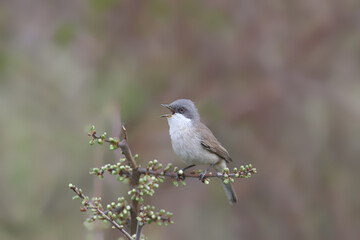 Various angles close-up photo of lesser whitethroat (Curruca curruca) in breeding plumage sitting on the branches of flowering trees and bushes - 786432168
