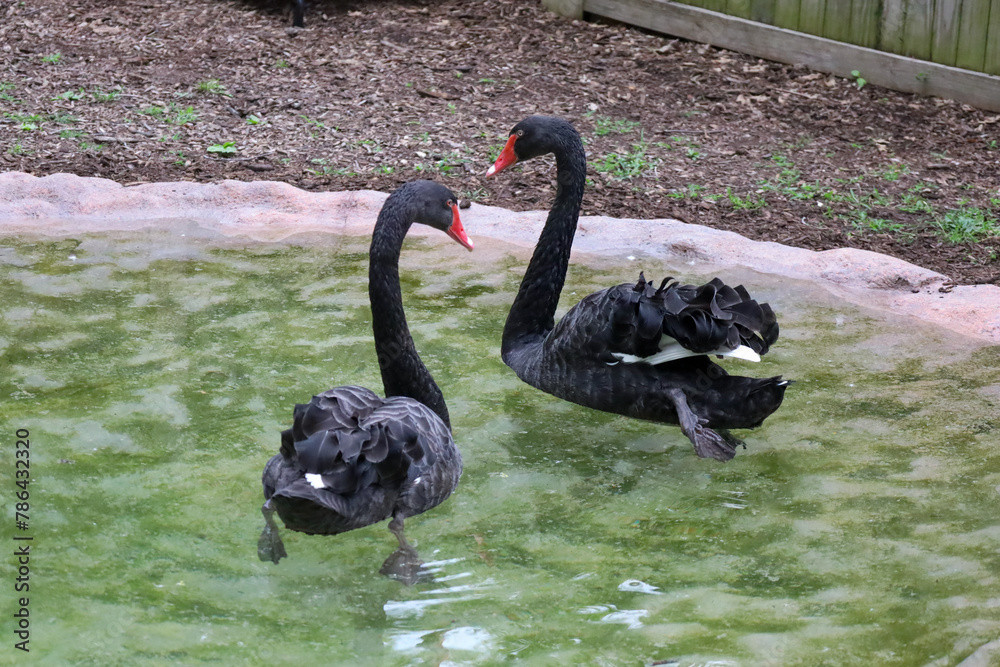 Wall mural a pair of black swans are swimming in the water near rocks